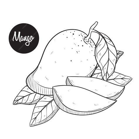 Premium Vector Fresh Mango Sketch Or Hand Drawing Vector
