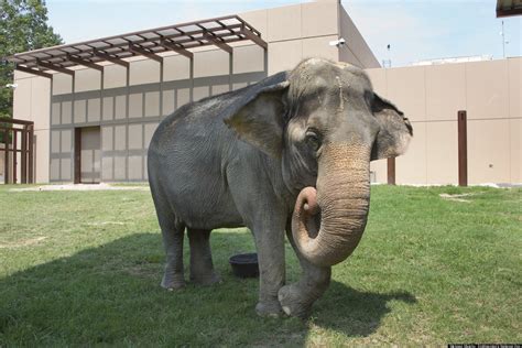 A very large issue that everyone is acutely aware of, but nobody wants to talk about. National Zoo's Elephant Trails Gives Animals More Room To ...