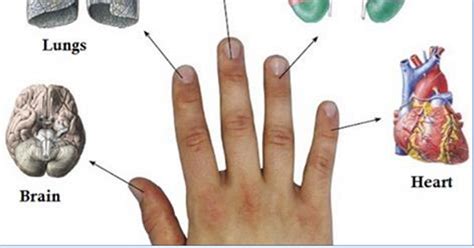 every finger is connected with 2 organs japanese methods for curing in 5 minutes healthy