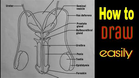 How To Draw Male Reproductive System Easily Cbse Diagram Youtube