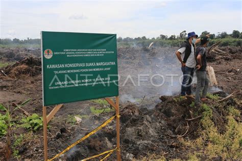 Perambahan Kawasan Suaka Margasatwa Rawa Singkil Antara Foto