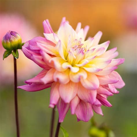Dont Miss These New Dahlias For 2022 Longfield Gardens