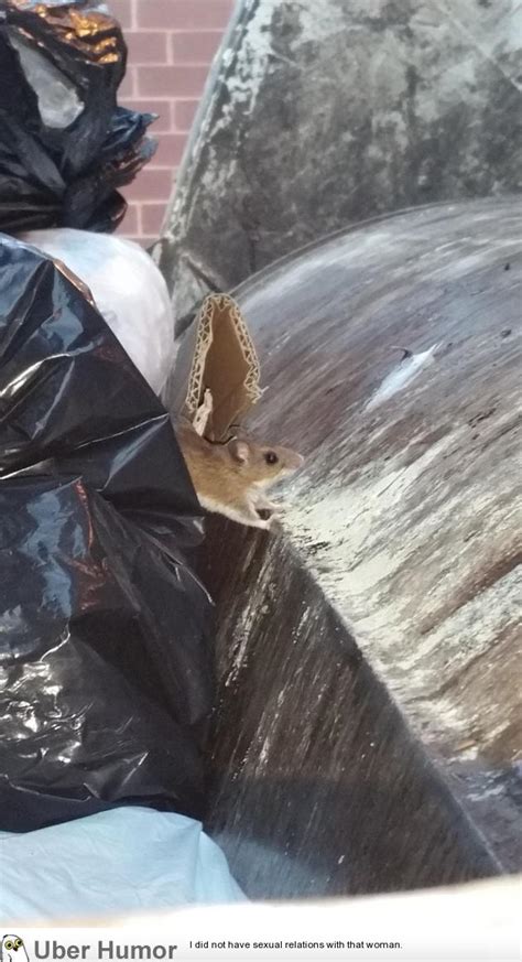Im A Garbage Man And I Saved This Cutie From Being Crushed Earlier