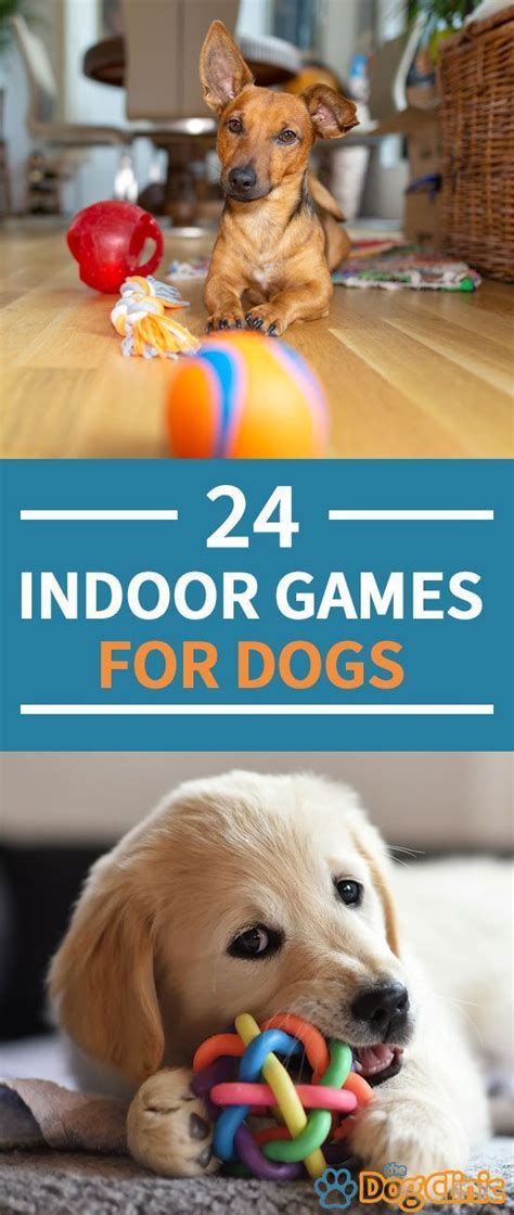 24 Fun Indoor Activities For Dogs Great For Rainy Winter Days Fun
