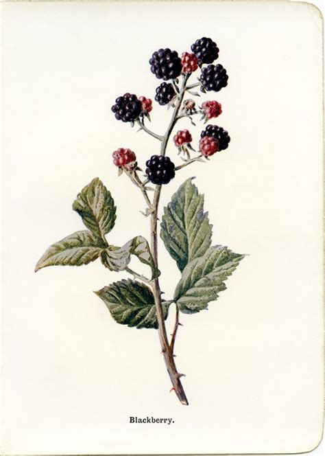 Blackberry Vintage Botanical Illustration Free Clip Art Illustration