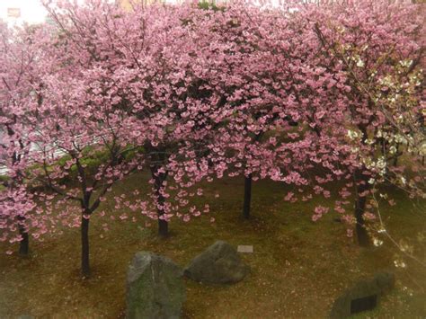 Yokohama Waterfront Cherry Blossoms Kanagawa Japan