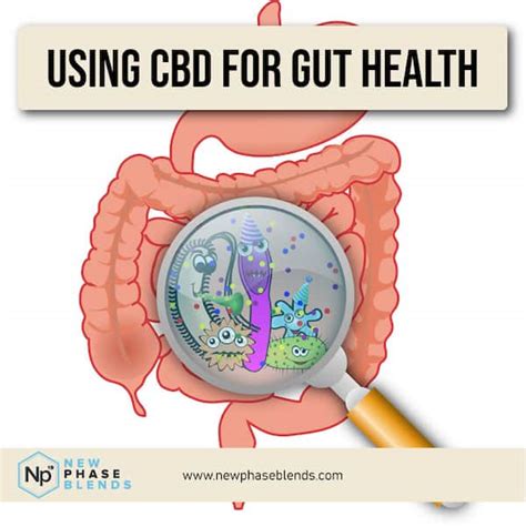 Taking Cbd For Gut Health Is It Effective
