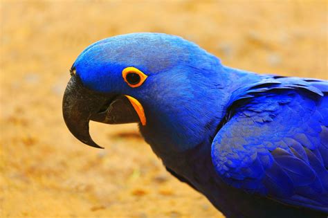 28 Amazing Blue Colored Animals With Insanely Beautiful Pictures