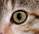 Cat's eye photo WP05396