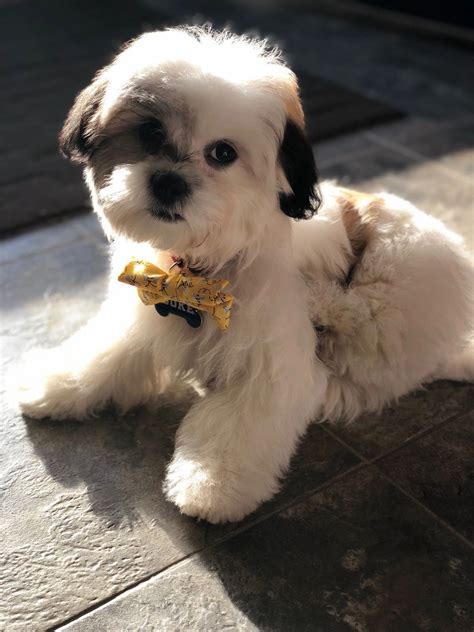 Welcome to the timber creek distillery. TimberCreek Puppies - Puppy, Puppies,Shihpoo Puppies for Sale: TimberCreek Puppies for Sale ...