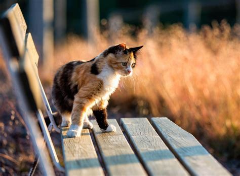 Calico Cats Wallpapers Top Free Calico Cats Backgrounds Wallpaperaccess