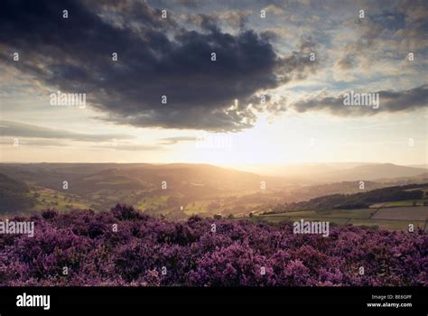 Flowering Heather Moorland And Sunset Over The Hope Valley In The Peak