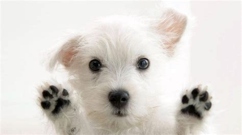 Download Cute Animal Terrier Paws Wallpaper