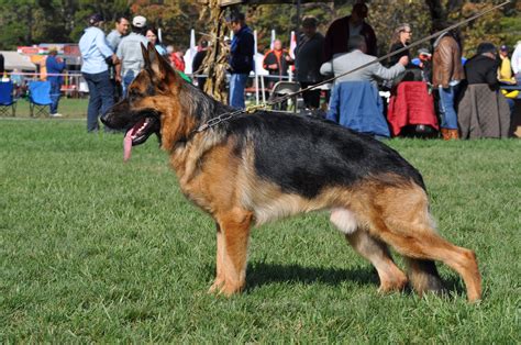 Is A German Shepherd Dog The Right Breed For You Pittsburgh Dog Training