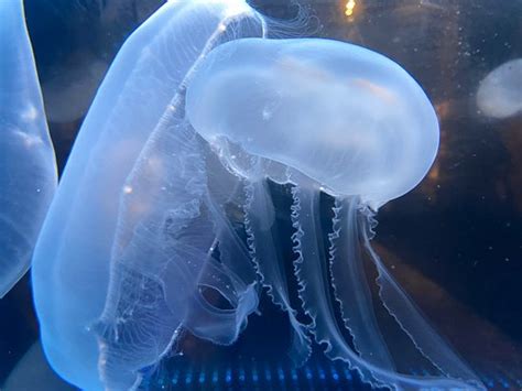 Numazu Deep Sea Aquarium 2020 All You Need To Know Before You Go