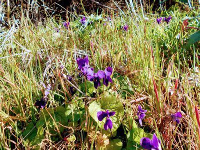 Appartiene alla famiglia botanica delle portulacaceae. dal mio orto: fiori ed erbe spontanee (6 foto nel 2020 ...