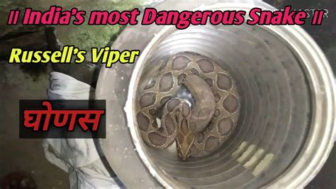 घोनस साप का रेस्क्यू । Indias Most Dangerous Snake Russells Viper