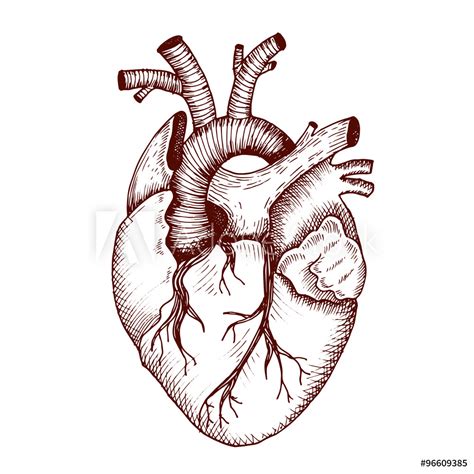 Anatomical Heart Vector At Collection Of Anatomical