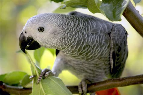 African Grey Parrot Facts Critterfacts