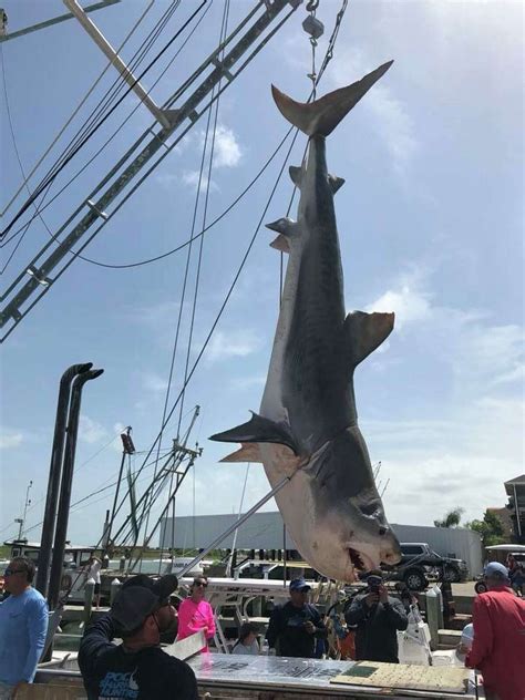 Massive Shark Catch Off The Coast Of Texas Wins Fisherman