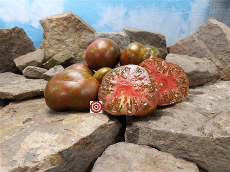 Green Copia Tomato Bounty Hunter Seeds Rare Heirloom Seeds