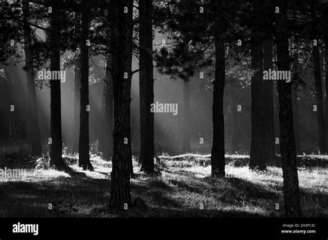 Shadow Of The Coniferous Forest Sunbeams Among Dark Trees Stock Photo