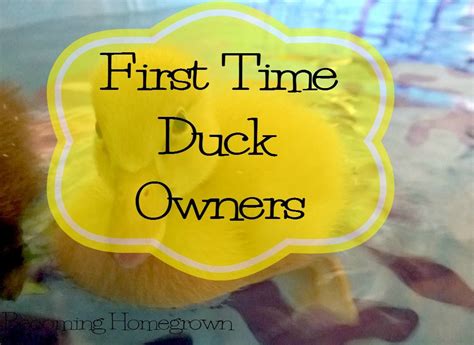 First Time Duck Owners Duck Enclosure Duck Pens Raising Ducks