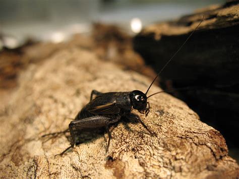 Check spelling or type a new query. #bioPGH Blog: Katydids, Crickets, or Grasshoppers ...