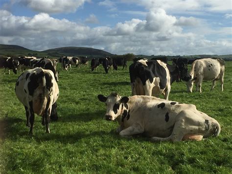 Beef Farmers Switch To Dairy To Generate More Farm Income Agrilandie
