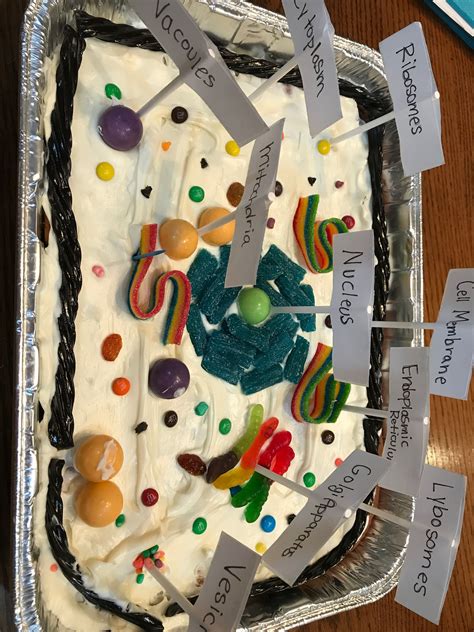 How To Make An Edible Plant Cell Project For School Artofit