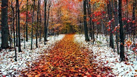 First Snowfall In Autumn Forest