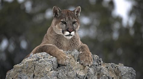 Así Es El Puma El Cazador Crepuscular Y Animal De La Fuerza Y