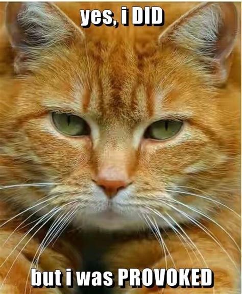 the 15 top cat memes this week cheezburger users edition 12 orange tabby cats orange cats