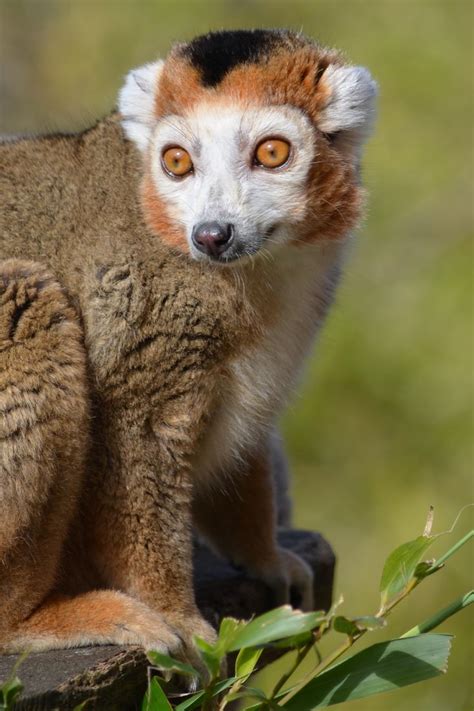 Crowned Lemur Animals Wild Animals Pet Birds