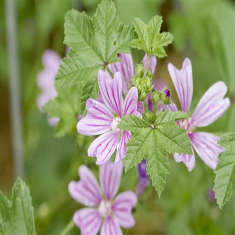 Common Mallow Wildflower Seed Our Wildflower Ranges Green Tech