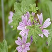 Common Mallow Wildflower Seed - Our Wildflower Ranges | Green-tech