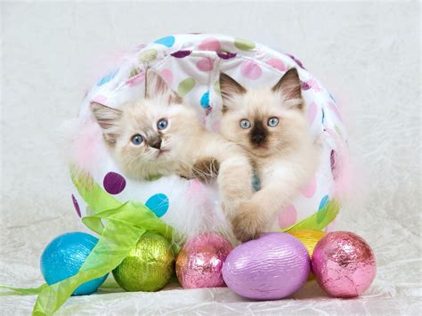 Cats And Kittens Who Are Ready For Easter PICTURES CatTime Easter Cats Ragdoll Kitten
