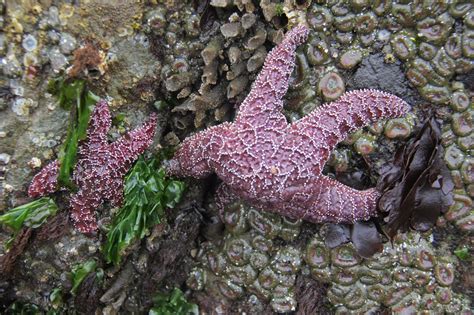 The Nerdy Naturalist Ochre Sea Star