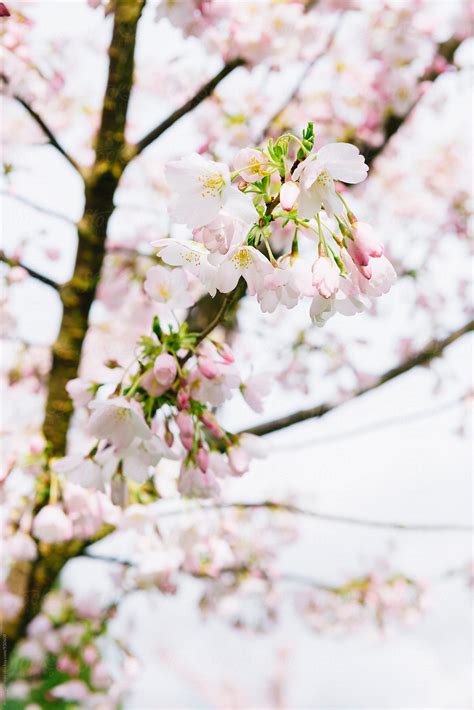 Cherry Blossoms Closeup By Stocksy Contributor Ronnie Comeau Stocksy