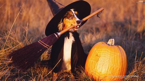 Dogs And Halloween Wallpapers Wallpaper Cave