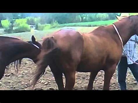 El apareamiento en los caballos. Apareamiento de caballos - YouTube