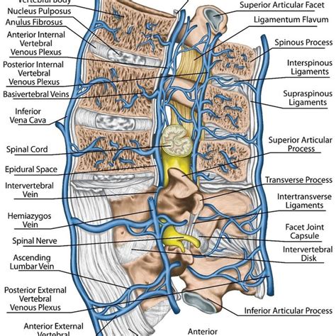 Schematic Diagram Demonstrating Venous Blood Volume Flow VBVF