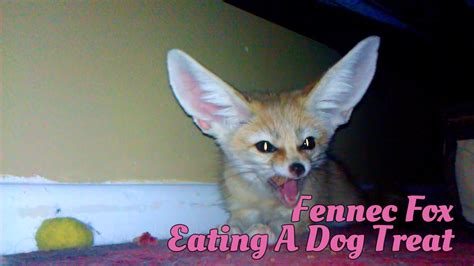 Do Foxes Eat Dogs Minimalis