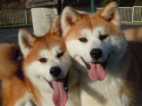 Two Cute Akita Inu Dogs Photo And Wallpaper Beautiful Two Cute Akita