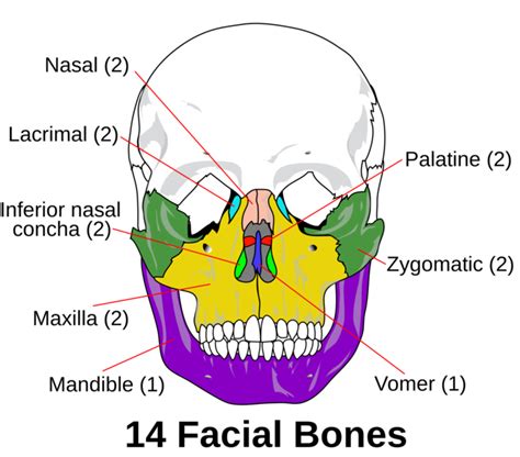 71a General Features And Functions Of The Skull Medicine Libretexts