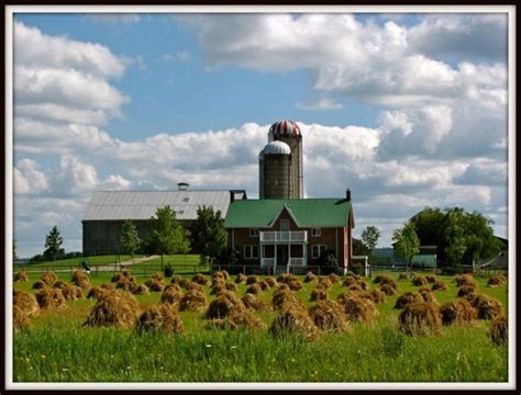 Stooks Of Grain On An Old Order Mennonite Farm Ontario Canada Canada