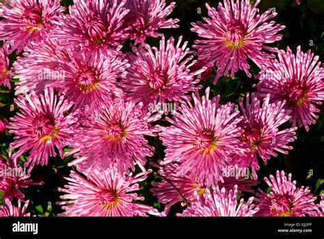 Pink Aster Flowers Stock Photo Alamy