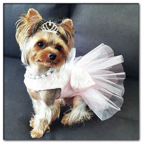 Dog Wedding Dress Pijamas Para Perros Ropa Para Perros Chica Ropa