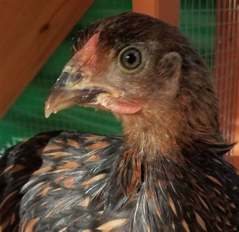 8 Week Old Gold Laced Wyandotte Roo Or Pullet Backyard Chickens Learn How To Raise Chickens