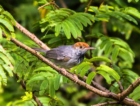 Nov 23, 2021 · cambodia's economy still suffers from decades of war and internal strife. Cambodian Tailorbird: New Bird Species from Cambodia ...